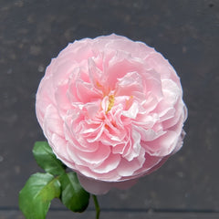 Plume Rose Plant｜羽毛 image 1