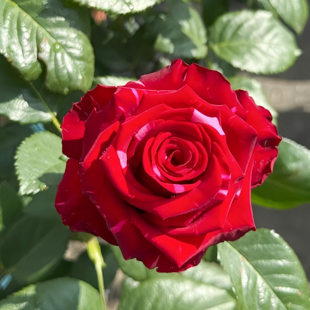 Red Panther Rose Plant｜红色豹子 image 9