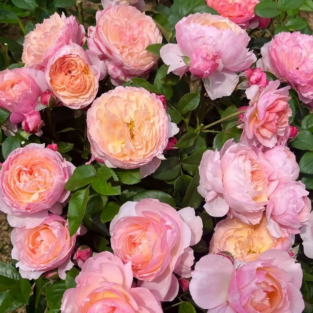 Yingyingfen Rose Plant|盈盈粉 image 2