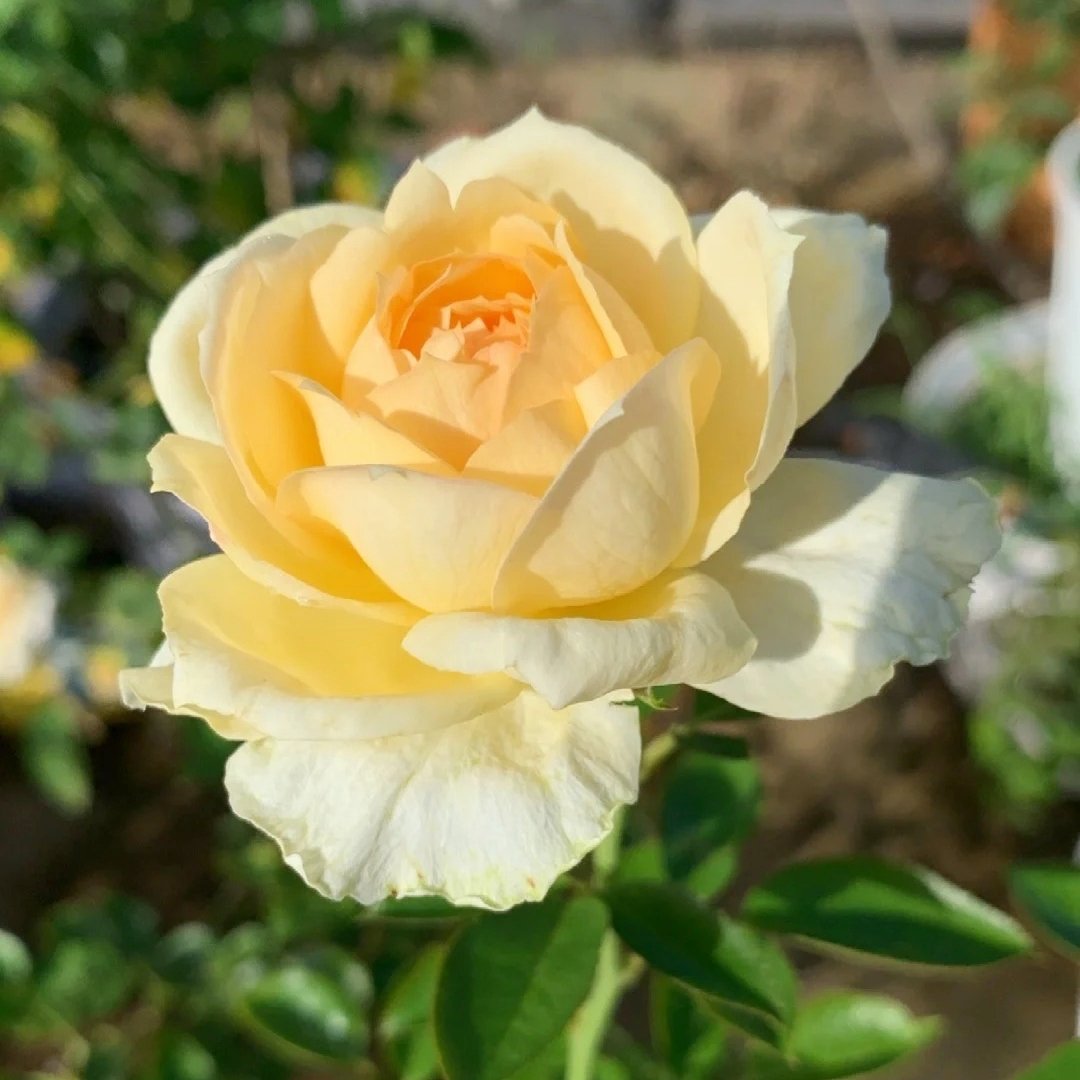 Golden Yves Piaget Rose Plant|伊芙金伯爵 image 3