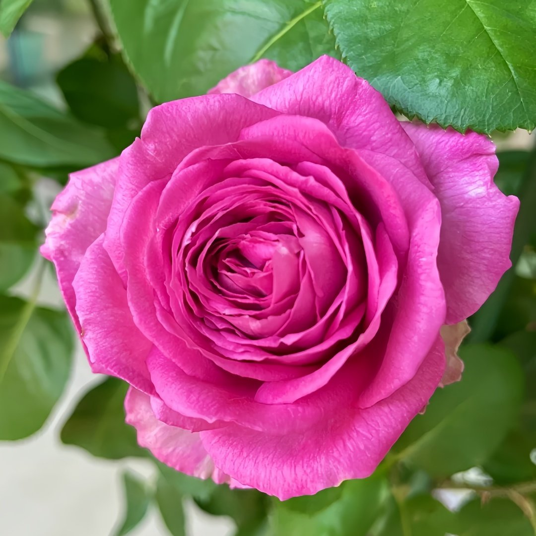 Lavender Lace Rose Plant | 薰衣草蕾丝 image 3