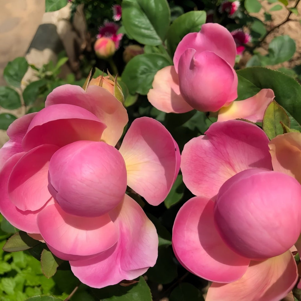 Momoka Rose Plant｜桃香 image 6