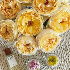 Ivory Yves Piaget Rose Plant|象牙伊芙伯爵 image 1