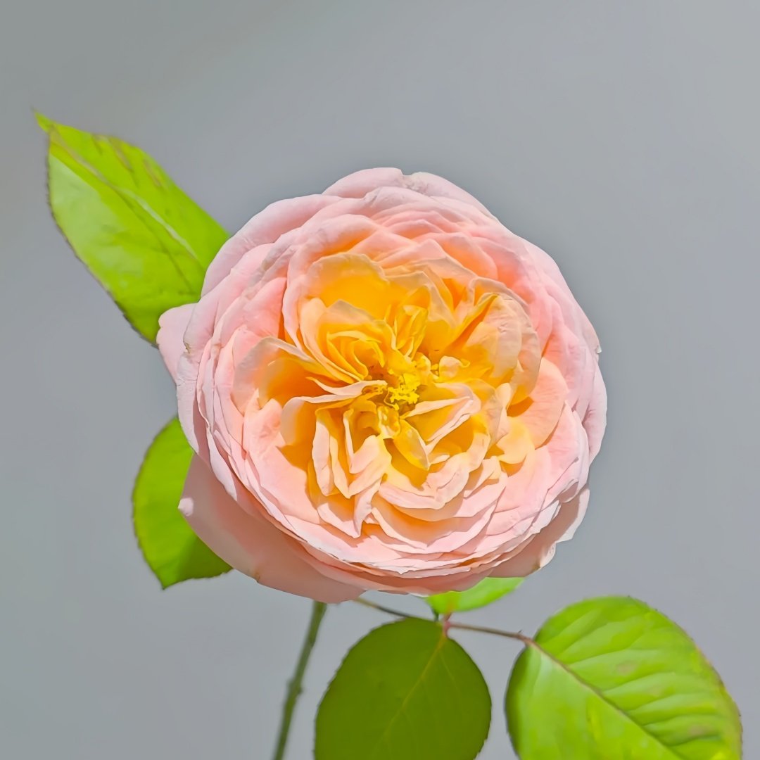 Wutongyue Rose Plant|梧桐月 image 2