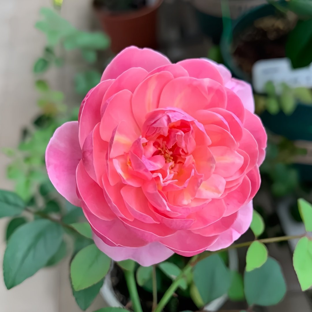 Momoka Rose Plant｜桃香 image 0