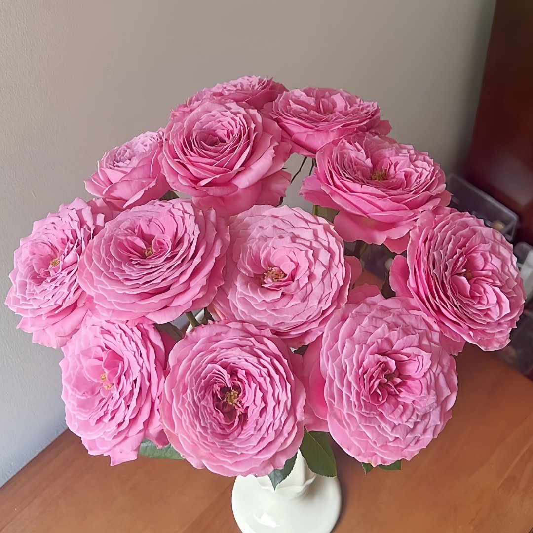 Peonikiss Rose Plant｜牡丹之吻 image 9