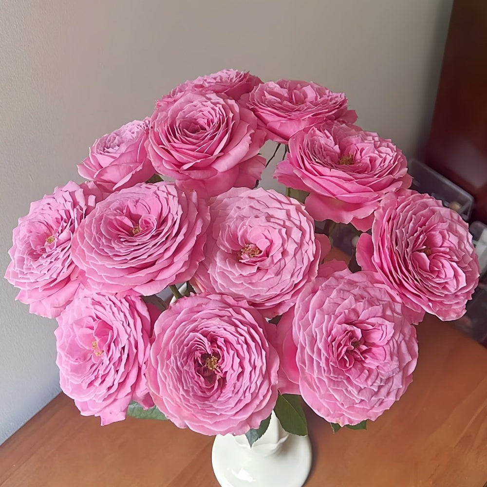 Peonikiss Rose Plant｜牡丹之吻 image 9