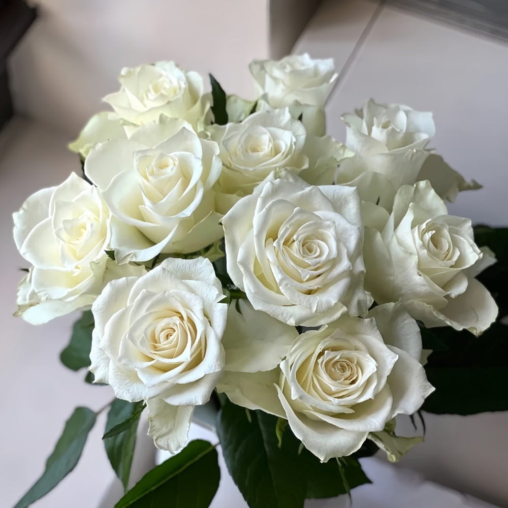 Albatross Rose Plant｜信天翁 image 8