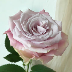 Faith Rose Plant｜信仰 image 2