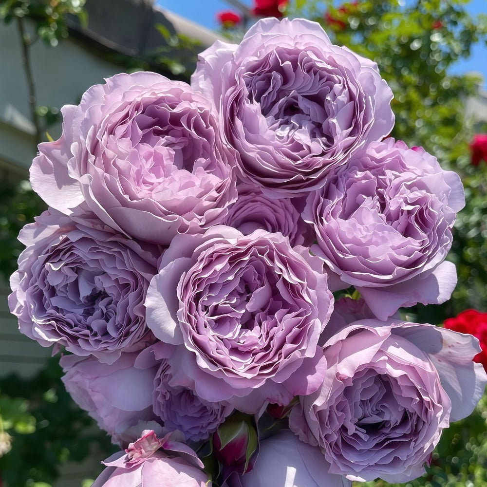 Lansiqiu Rose Plant｜蓝丝球 image 3