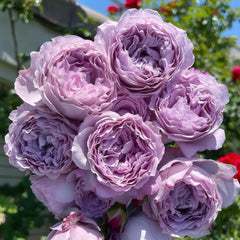 Lansiqiu Rose Plant｜蓝丝球 image 3