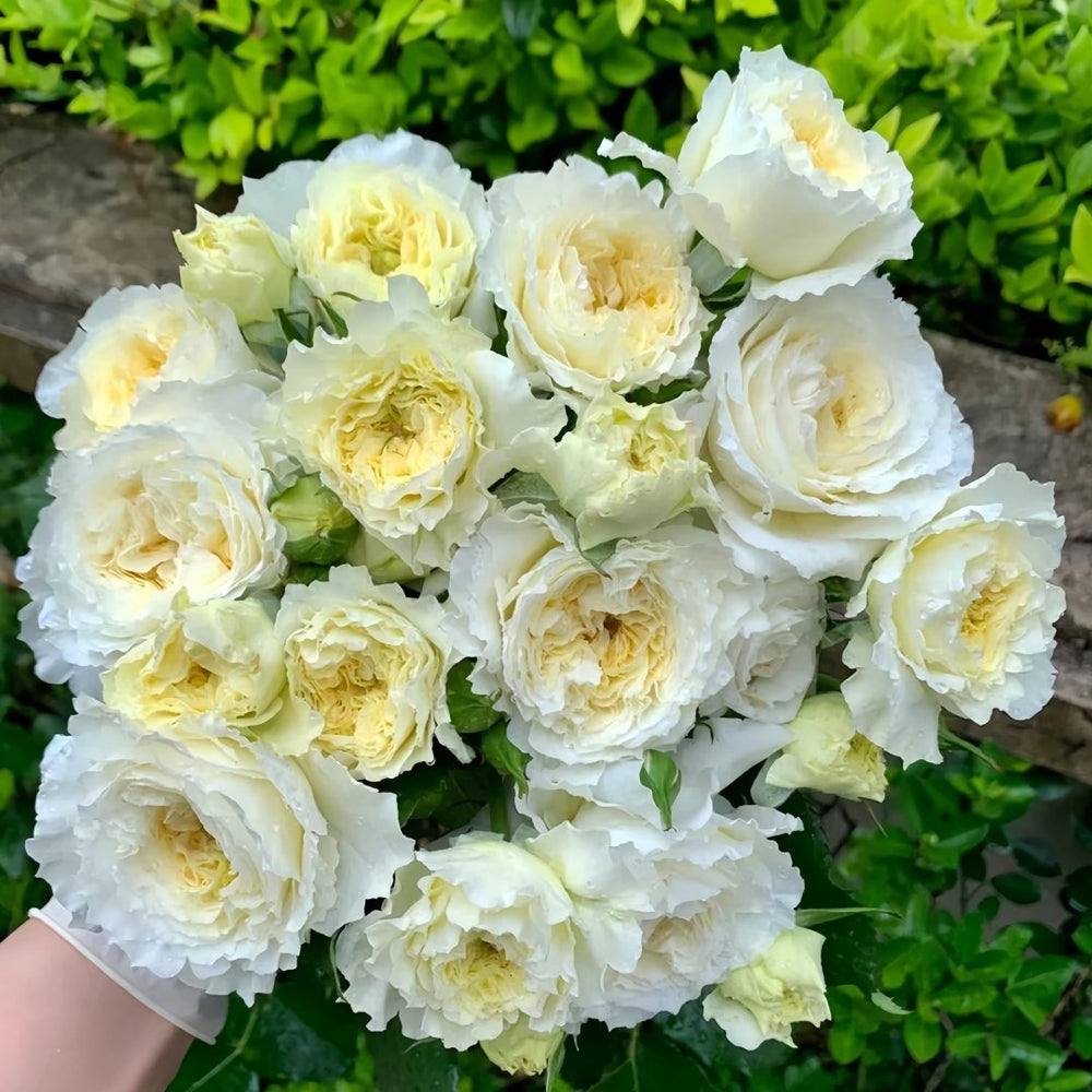 Patience Rose Plant｜耐心 image 5