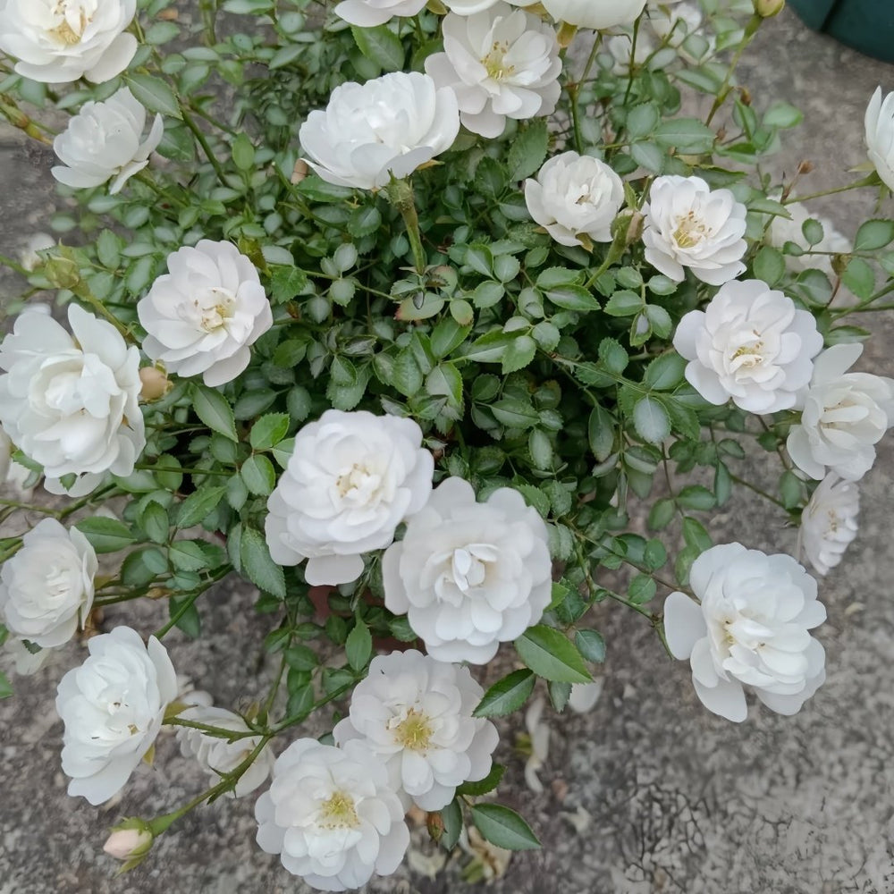 Belle Neige Rose Plant｜漂亮的雪/雪姬 image 2