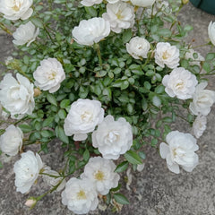Belle Neige Rose Plant｜漂亮的雪/雪姬 image 2
