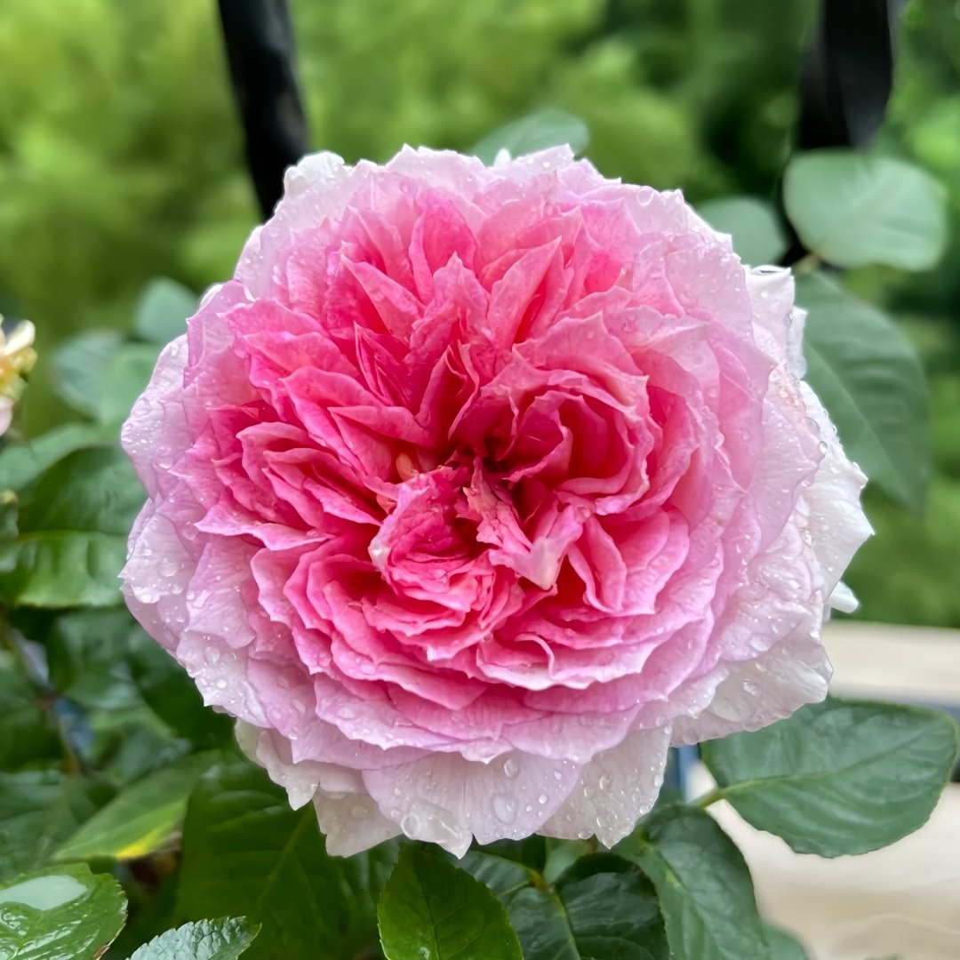 Traumerei Rose Plant | 梦幻曲 image 1