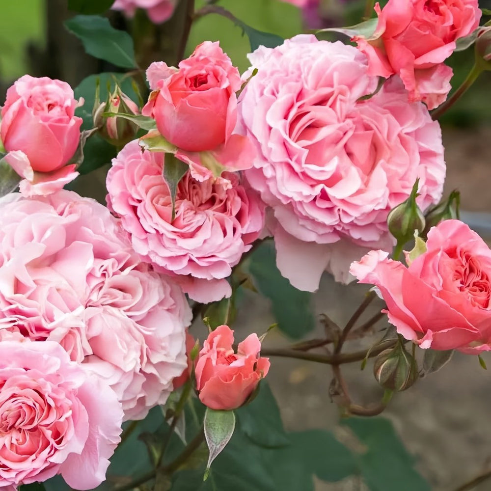 Laurent Cabrol Rose Plant｜劳朗卡布罗尔 image 7