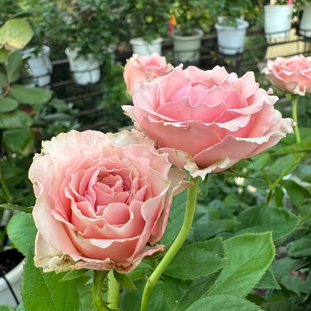 Kanata Rose Plant｜彼岸 image 4