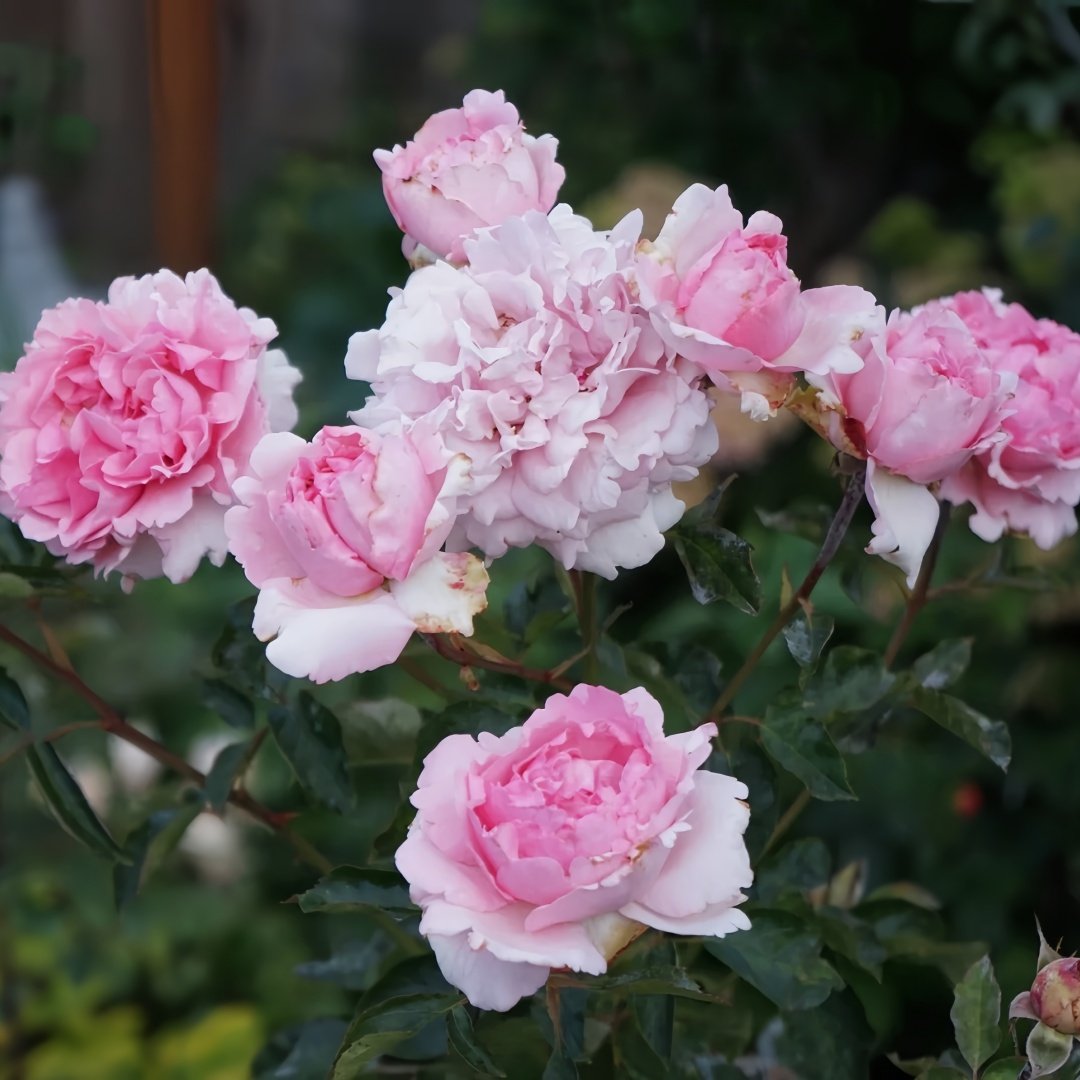 Jeanne Loriod Rose Plant｜伊芙珍妮洛德 image 7