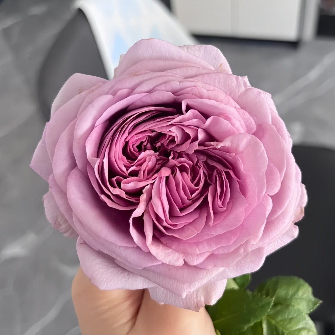 The Pride Rose Plant|尼普荣耀 image 1