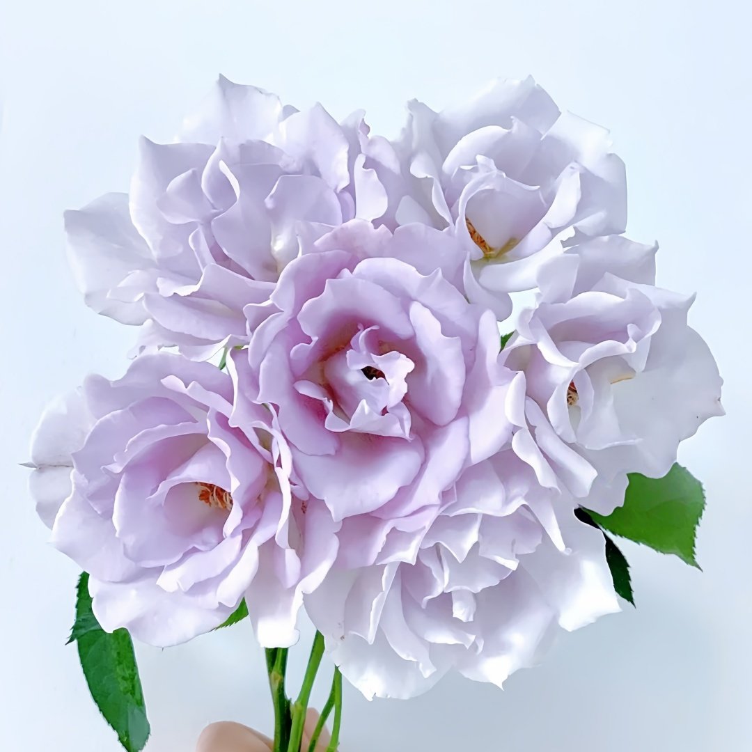 Blue Vague Rose Plant｜蓝色迷雾 image 2