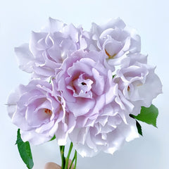 Blue Vague Rose Plant｜蓝色迷雾 image 2