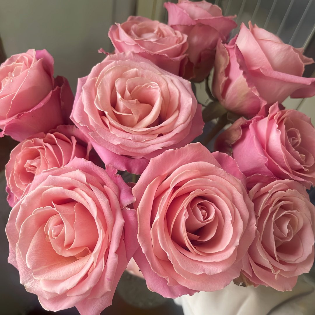 Hemosa Rose Plant|赫莫萨 image 5