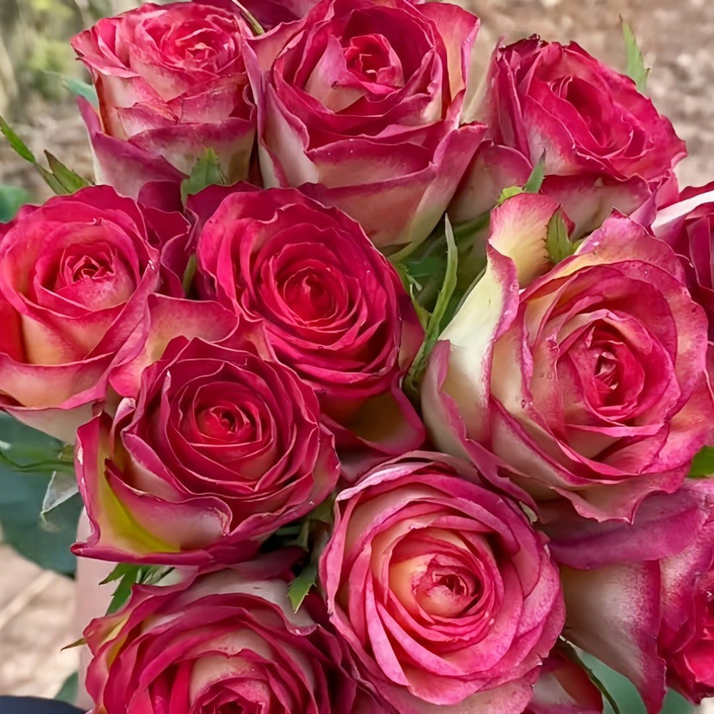 Norway forest Rose Plant｜挪威森林 image 9