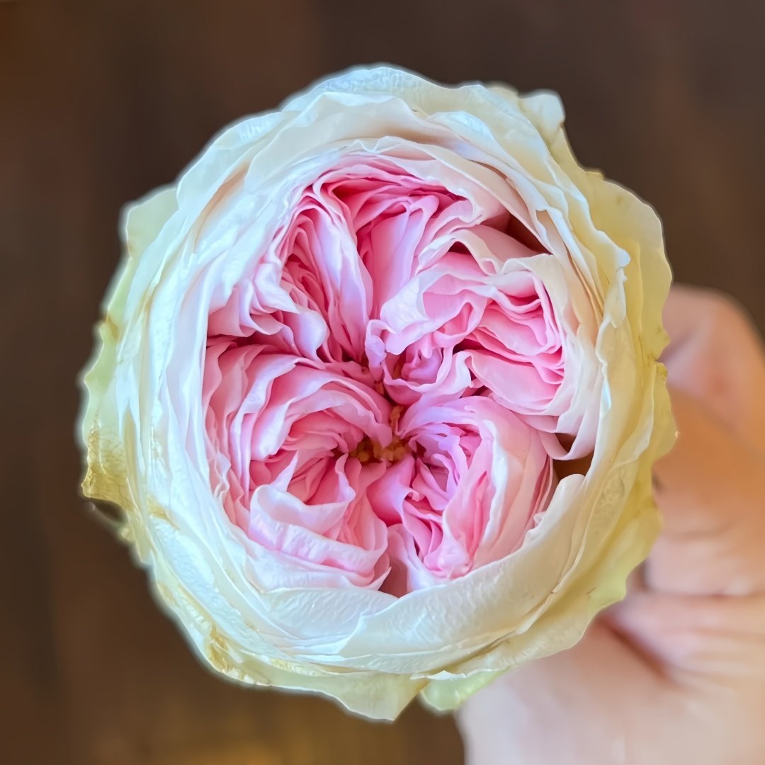 Mansfield Park Rose Plant｜曼斯菲尔德庄园 image 8