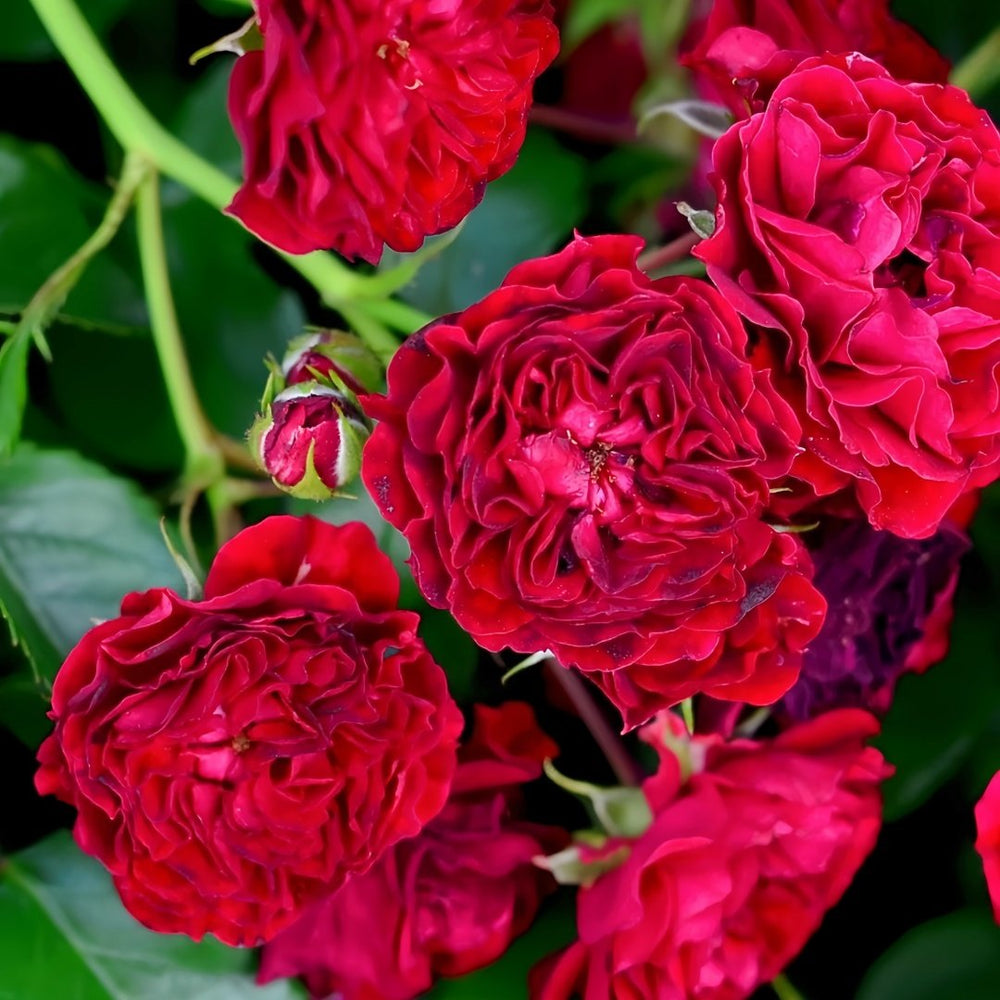 Crimson Siluetta Rose Plant|猩红剪影 image 1