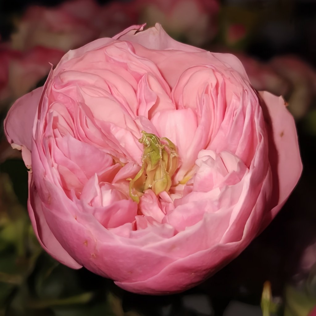 Pin-up Rose Plant|海报画 image 2