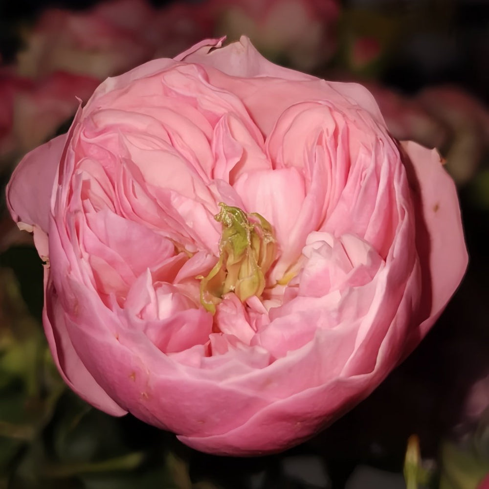 Pin-up Rose Plant|海报画 image 2