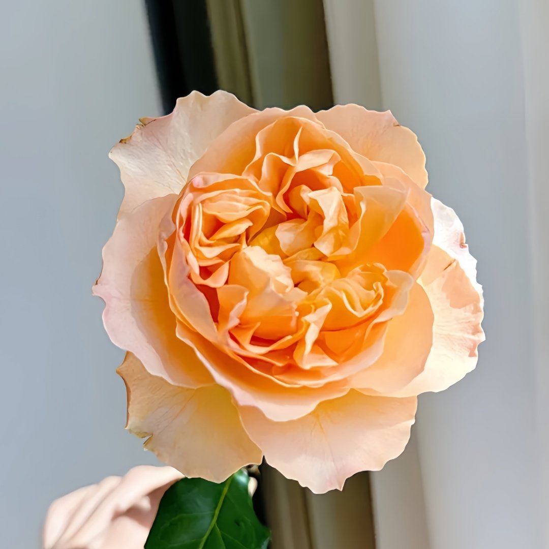 Shreuk Rose Plant|日出 image 3