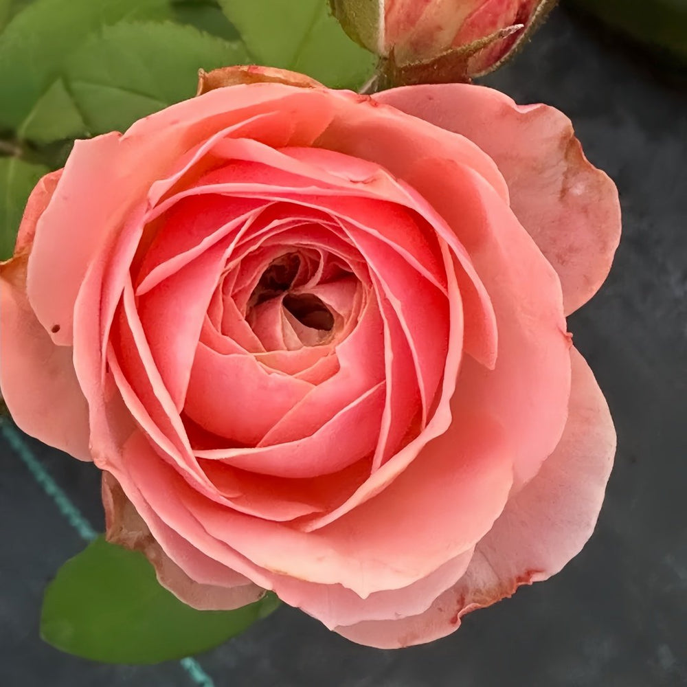 Harper Rose Plant｜竖琴师 image 5