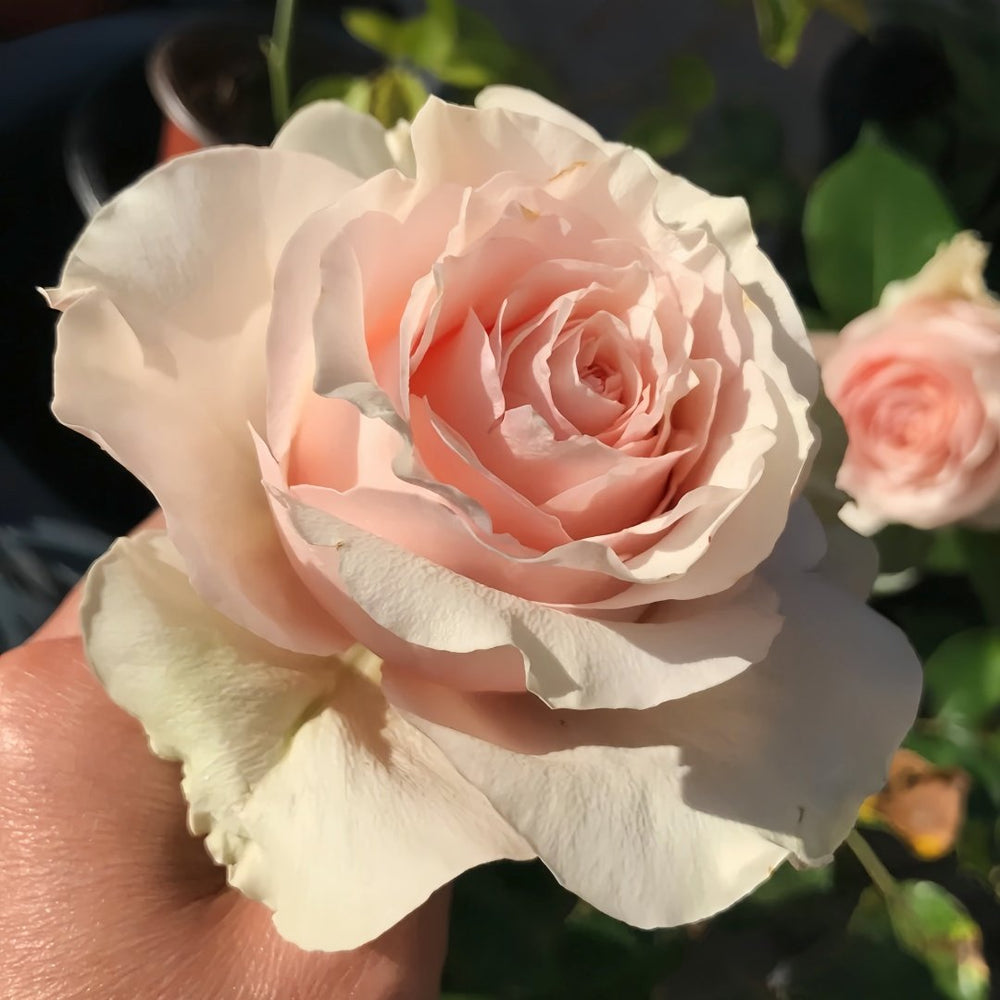 Parle moi Rose Plant｜侧耳倾听 image 2