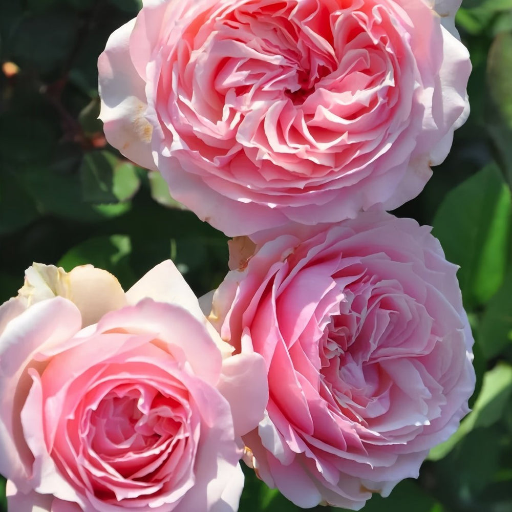 Haruno Rose Plant|春乃 image 6