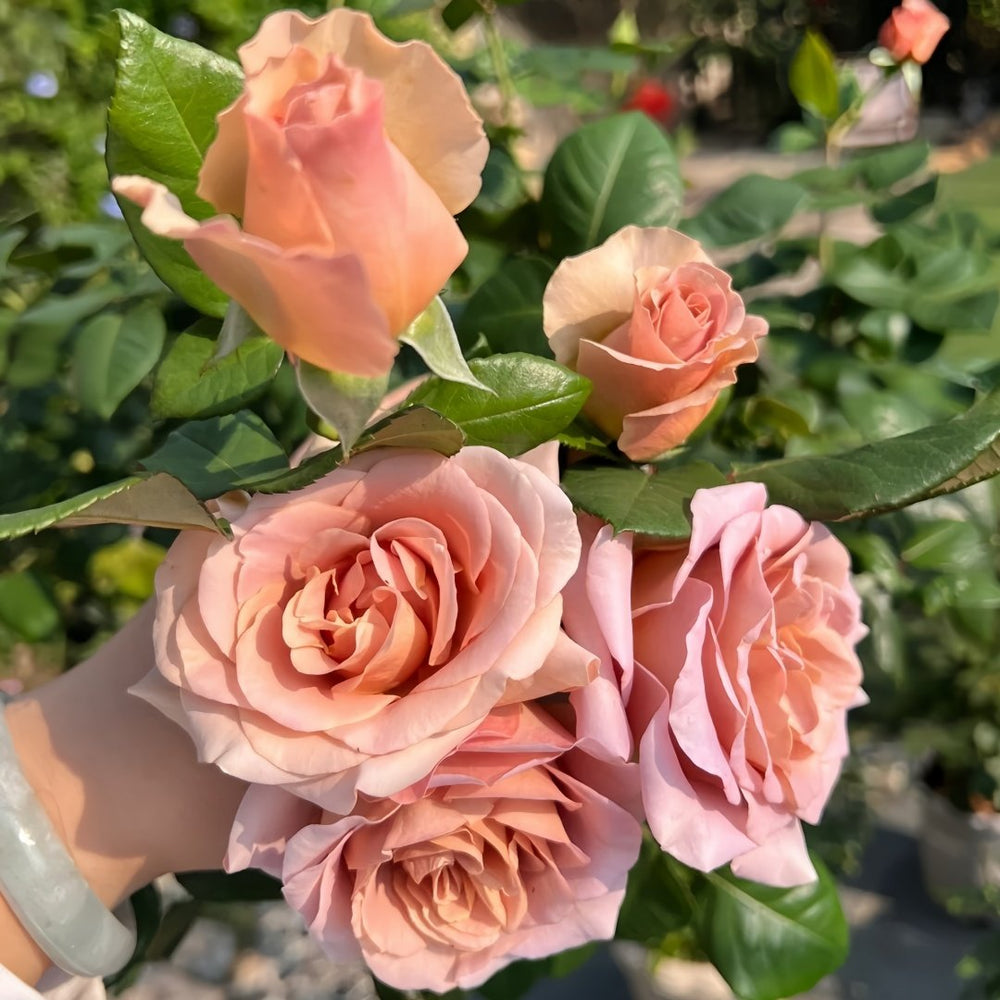 Latte Art Rose Plant|拿铁艺术 image 7