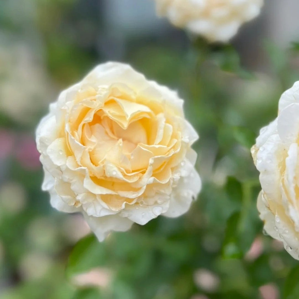 Ivory Yves Piaget Rose Plant|象牙伊芙伯爵 image 6