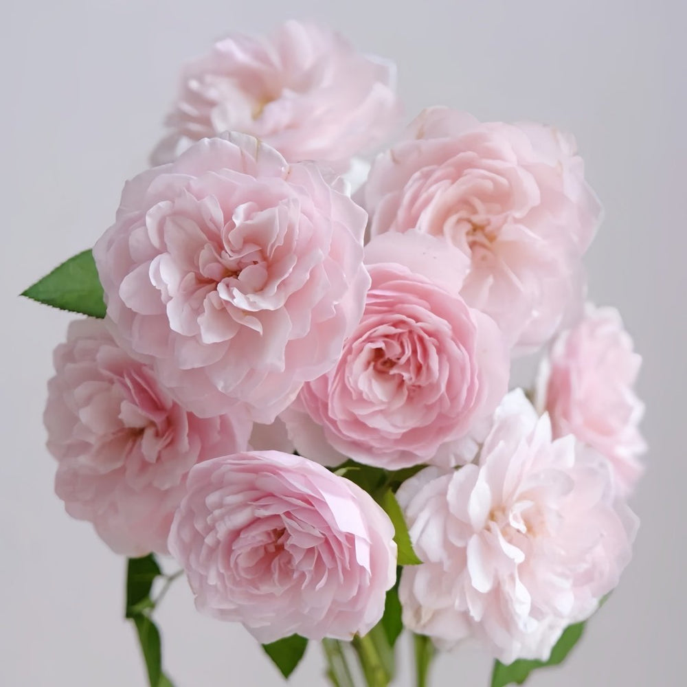 The Generous Gardener Rose Plant|慷慨的园丁 image 9
