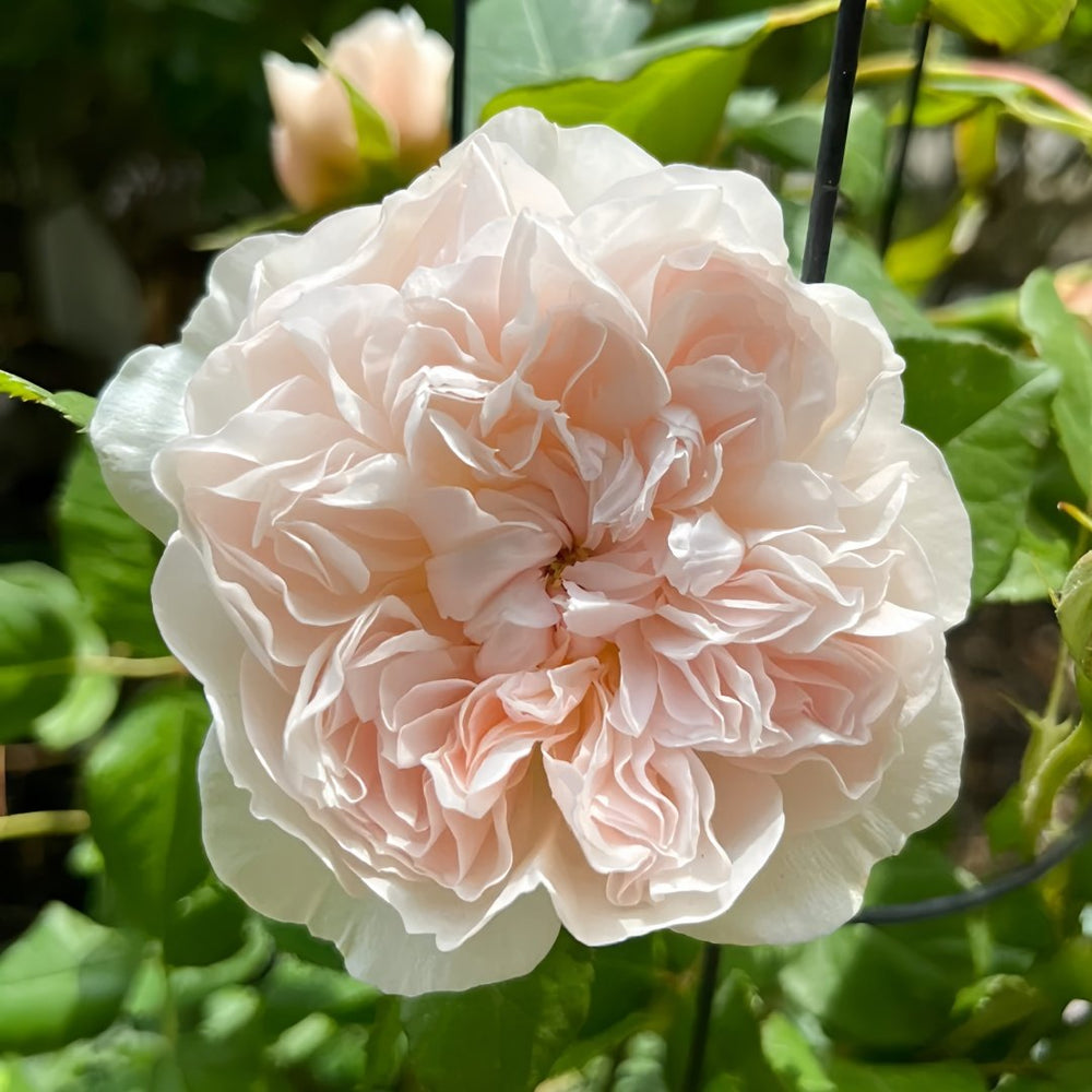 Queen of the Elves Rose Plant| 精灵女王 image 8