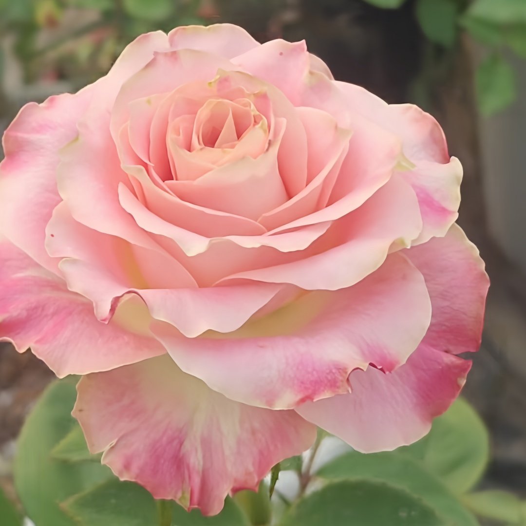 Escalante Rose Plant | 埃斯卡兰特 image 7