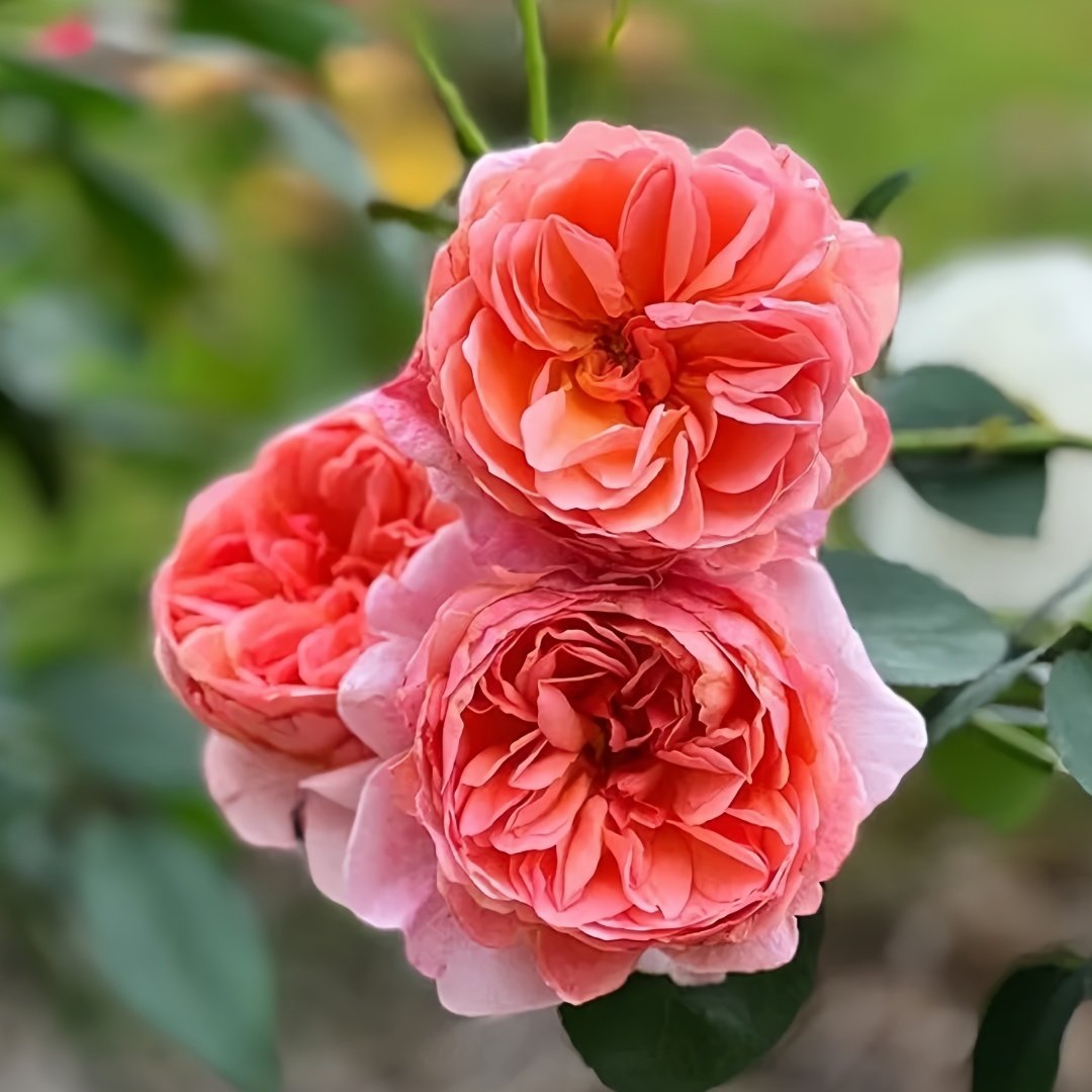 Kaori Kazari Rose Plant|香织装饰 image 2