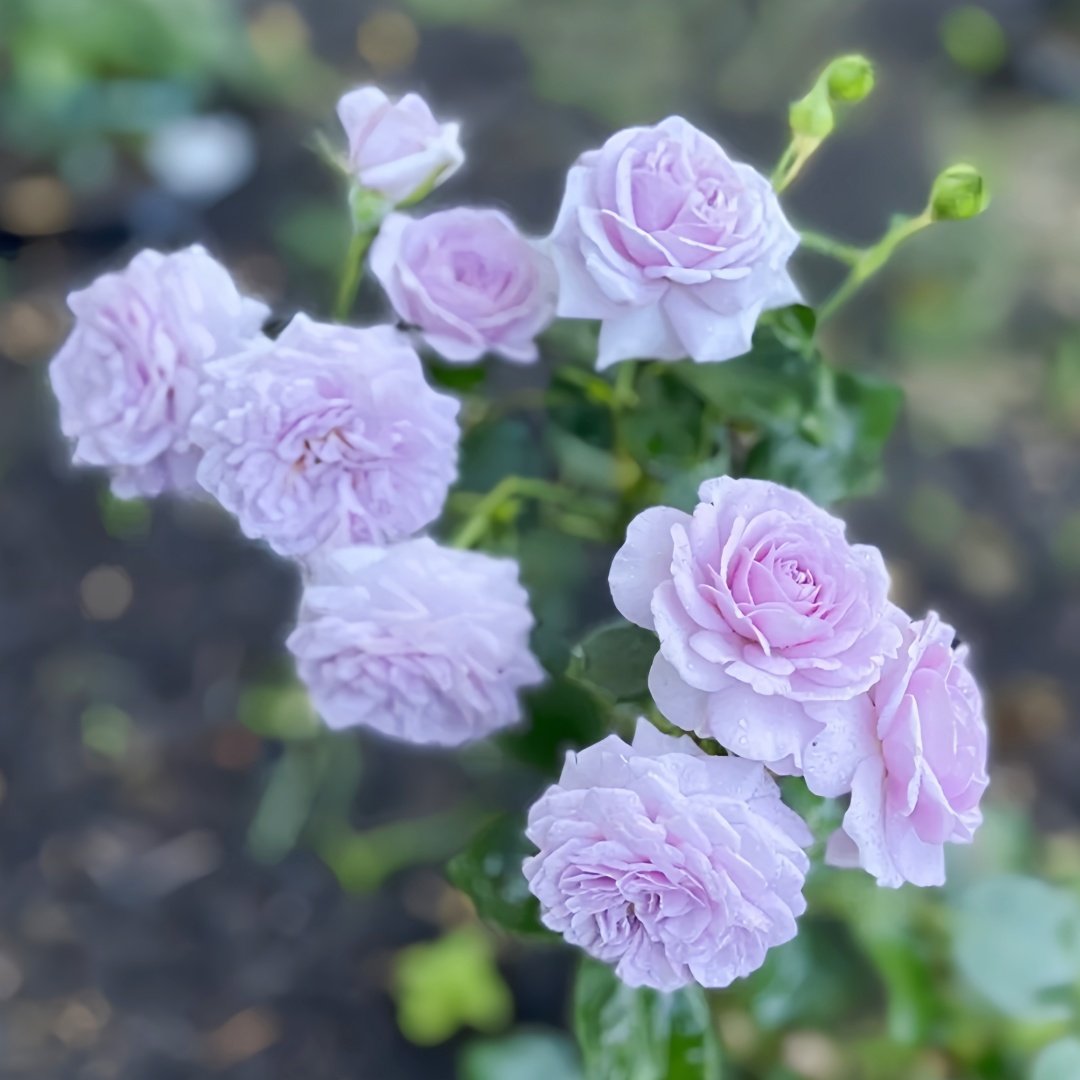 Ilias Rose Plant｜伊利亚特 image 7