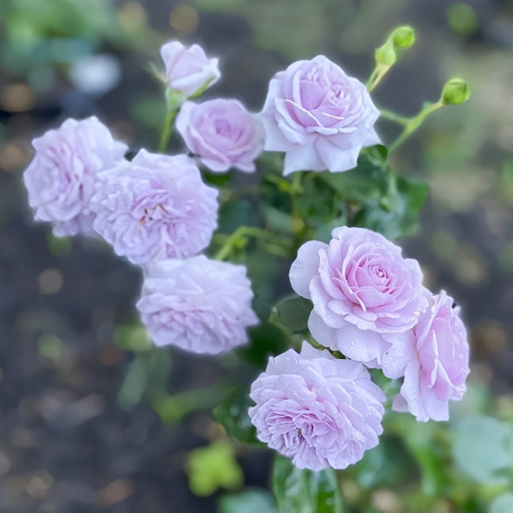 Ilias Rose Plant｜伊利亚特 image 7