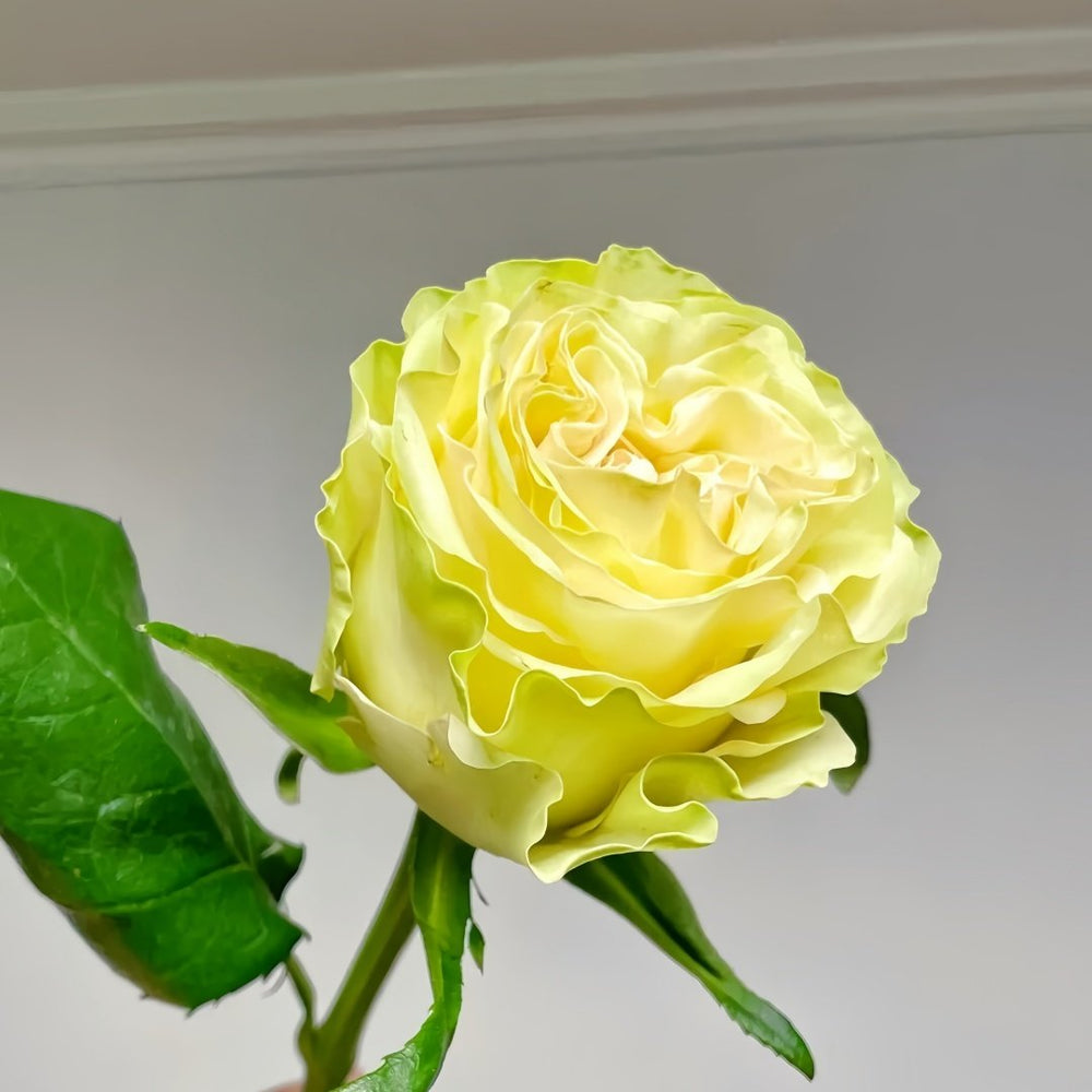 Dynamic Rose Plant|琉璃翠 image 5