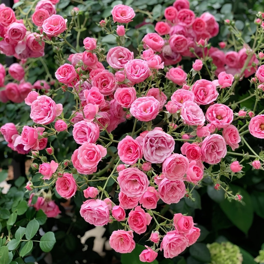 Pomponella Rose Plant|艾拉绒球 image 8