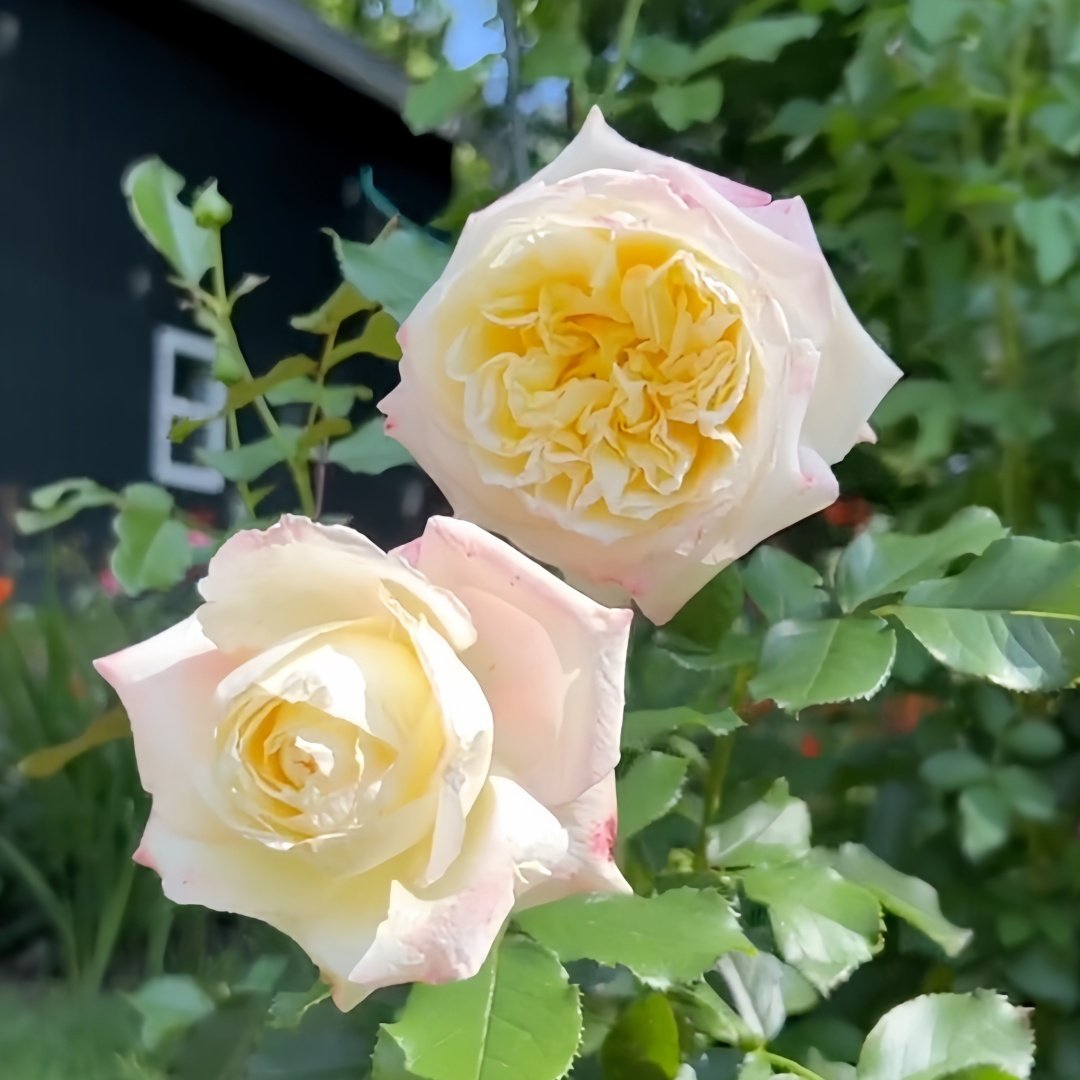 Athena Rose Plant|雅典娜 image 9