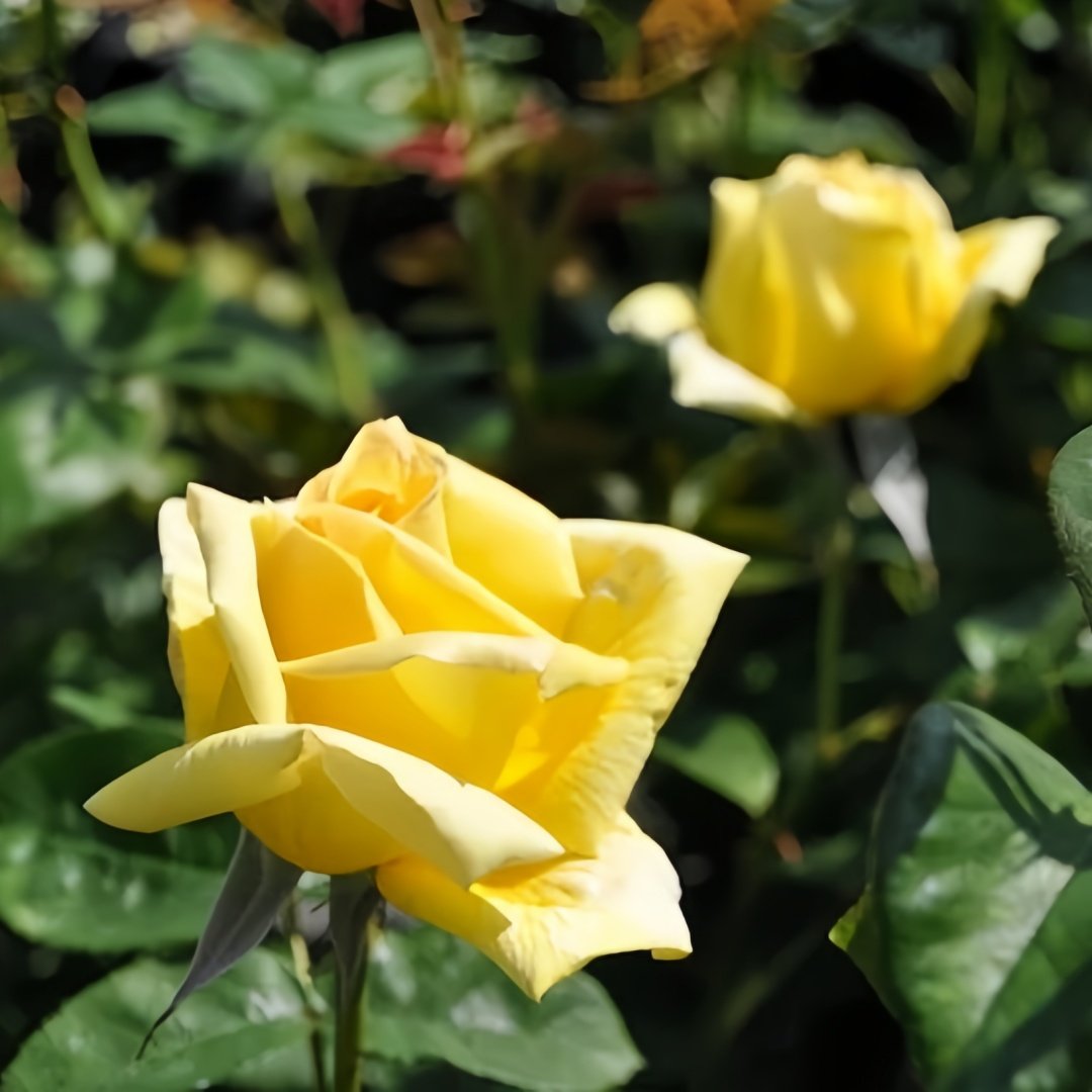 Amatsu Otome Rose Plant | 天津乙女 image 1