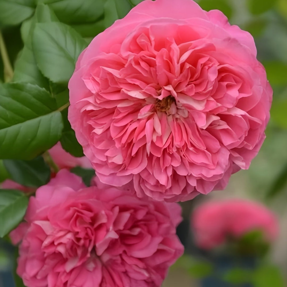 LionHeart Rose Plant|狮子心 image 2