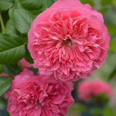 LionHeart Rose Plant|狮子心 image 2