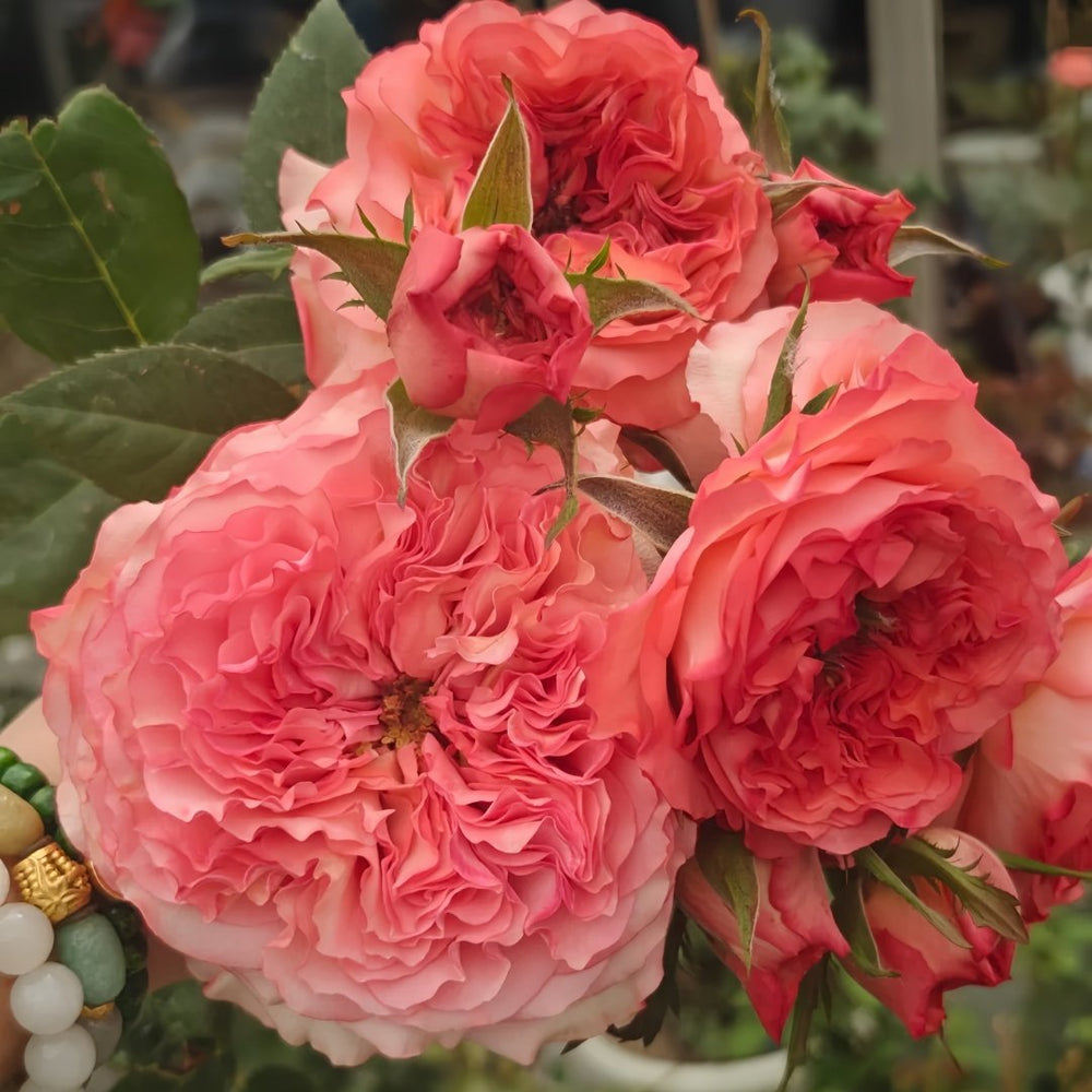 Red Coral Rose Plant｜红珊瑚 image 7